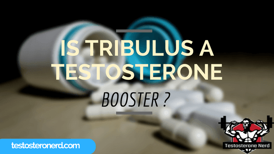 Is Tribulus a testosterone booster